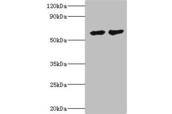 CYP4F12 抗体  (AA 265-524)