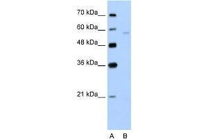 Image no. 3 for anti-Solute Carrier Family 22 (Organic Cation Transporter), Member 7 (SLC22A7) (N-Term) antibody (ABIN2775343)
