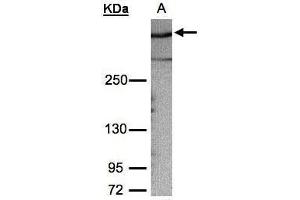 Image no. 1 for anti-A Kinase (PRKA) Anchor Protein 12 (AKAP12) (C-Term) antibody (ABIN2856350)
