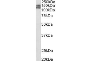PARD3B antibody  (C-Term)