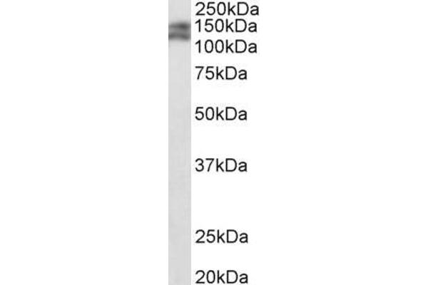 PARD3B antibody  (C-Term)