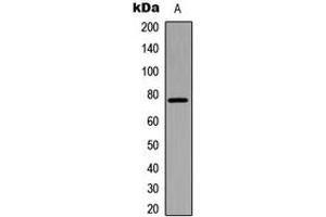 Image no. 3 for anti-BMX Non-Receptor Tyrosine Kinase (BMX) (C-Term), (pTyr566) antibody (ABIN2704536)