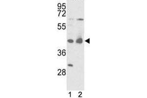 Western blot analysis of IDH antibody and mouse liver tissue and 293 lysate.
