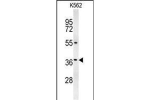 GLP-1 antibody  (AA 85-112)