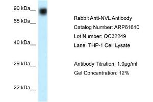Image no. 1 for anti-Nuclear VCP-Like (NVL) (N-Term) antibody (ABIN2788850)