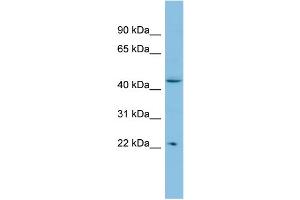 POLR1E antibody  (N-Term)