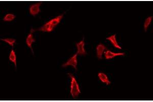 Image no. 2 for anti-Ras Homolog Family Member G (RHOG) (Internal Region) antibody (ABIN6264742)