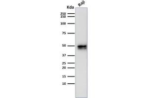 Image no. 1 for anti-B-cell antigen receptor complex-associated protein alpha chain (CD79A) (AA 202-216) antibody (ABIN6941270)