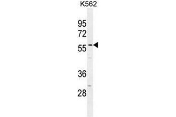 SMTNL1 antibody  (Middle Region)
