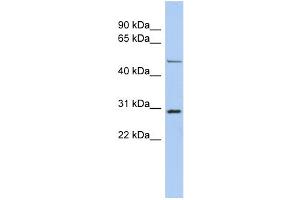 Image no. 1 for anti-POU Class 3 Homeobox 3 (POU3F3) (N-Term) antibody (ABIN2777730)