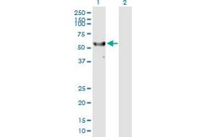 Western Blot analysis of RPS6KL1 expression in transfected 293T cell line by RPS6KL1 MaxPab polyclonal antibody.