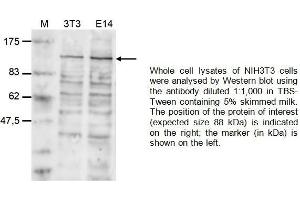 Image no. 1 for anti-Bromodomain Containing 2 (BRD2) (Center) antibody (ABIN2486994)