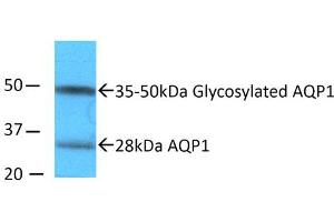 Image no. 2 for anti-Aquaporin 1 (Colton Blood Group) (AQP1) (N-Term) antibody (Alkaline Phosphatase (AP)) (ABIN2486442)