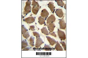 Image no. 2 for anti-Low Density Lipoprotein Receptor-Related Protein 3 (LRP3) (AA 661-692), (C-Term) antibody (ABIN390097)