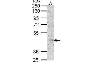 Image no. 1 for anti-Melanocortin 5 Receptor (MC5R) (N-Term) antibody (ABIN2854593)