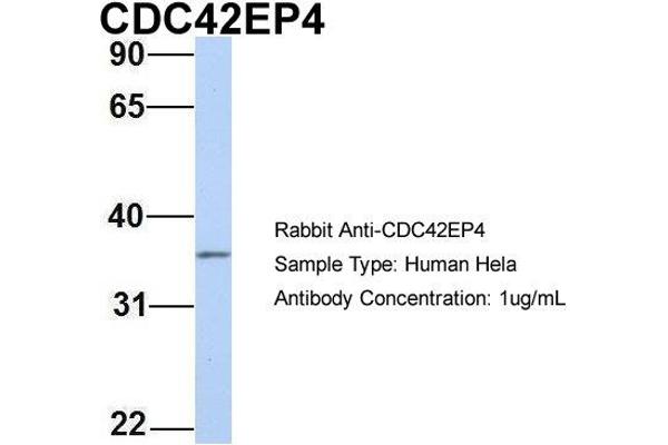 anti-CDC42 Effector Protein (Rho GTPase Binding) 4 (CDC42EP4) (N-Term) antibody