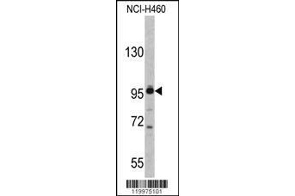 anti-Exportin, tRNA (Nuclear Export Receptor For TRNAs) (XPOT) (AA 935-962), (C-Term) antibody