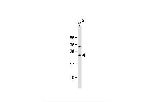 Image no. 4 for anti-BCL2-Associated Agonist of Cell Death (BAD) (AA 53-81) antibody (ABIN388109)