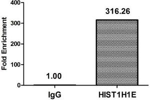 HIST1H1E antibody  (acLys33)
