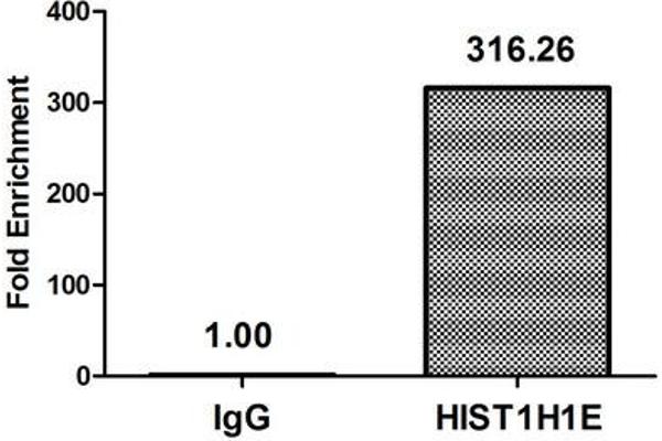 HIST1H1E antibody  (acLys33)