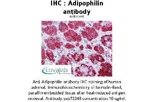Image no. 1 for anti-Perilipin 2 (PLIN2) (AA 28-281) antibody (ABIN1731557)