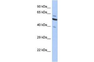 Image no. 1 for anti-Sec1 Family Domain Containing 1 (SCFD1) (C-Term) antibody (ABIN2786403)