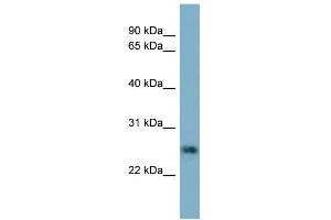Image no. 1 for anti-Neurotrophin 4 (NTF4) (N-Term) antibody (ABIN2774156)