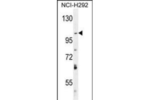 DAGLA 抗体  (AA 317-345)