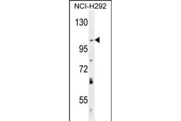 DAGLA antibody  (AA 317-345)