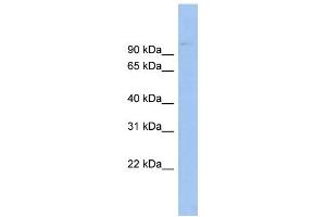 Image no. 1 for anti-ATP-Binding Cassette, Sub-Family B (MDR/TAP), Member 6 (ABCB6) (Middle Region) antibody (ABIN2775320)