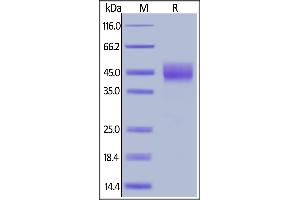 Image no. 1 for Tumor-Associated Calcium Signal Transducer 2 (TACSTD2) (AA 27-274) protein (His tag,AVI tag,Biotin) (ABIN6731334)
