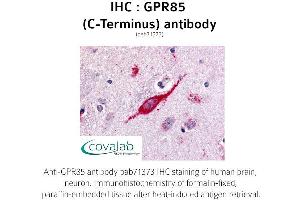 Image no. 1 for anti-G Protein-Coupled Receptor 85 (GPR85) (C-Term) antibody (ABIN1735184)