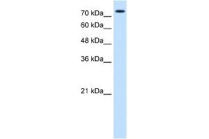 Image no. 1 for anti-Forkhead Box K1 (Foxk1) (Middle Region) antibody (ABIN2783002)