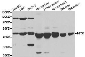 Image no. 1 for anti-NFS1 Nitrogen Fixation 1 Homolog (NFS1) antibody (ABIN6144595)
