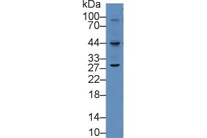 Image no. 3 for anti-Vascular Endothelial Growth Factor C (VEGFC) (AA 47-413) antibody (ABIN1078652)