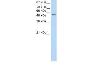 Image no. 1 for anti-TEA Domain Family Member 4 (TEAD4) (C-Term) antibody (ABIN2780491)