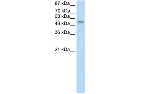 TEAD4 antibody  (C-Term)
