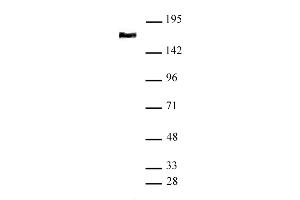 Image no. 1 for anti-Structural Maintenance of Chromosomes 4 (SMC4) (N-Term) antibody (ABIN6972758)