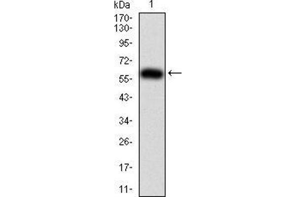 anti-Karyopherin alpha 2 (RAG Cohort 1, Importin alpha 1) (KPNA2) (AA 1-530) antibody