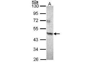 WB Image Sample (30 ug of whole cell lysate) A: 293T 10% SDS PAGE antibody diluted at 1:500