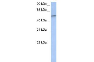 Image no. 1 for anti-Developmentally Regulated GTP Binding Protein 1 (DRG1) (Middle Region) antibody (ABIN631526)