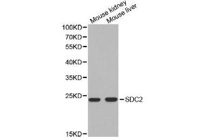 anti-Syndecan 2 (SDC2) antibody