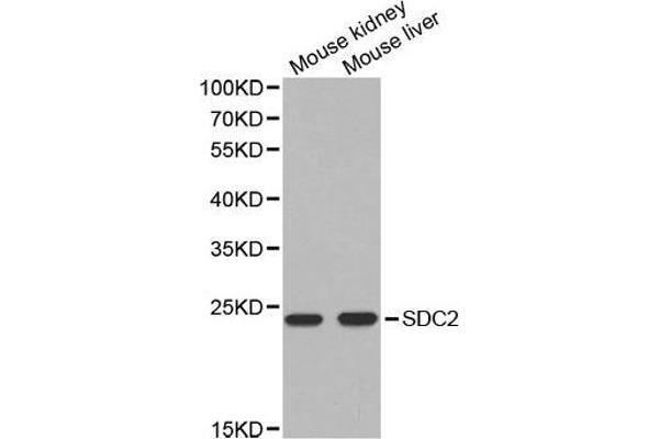 anti-Syndecan 2 (SDC2) antibody