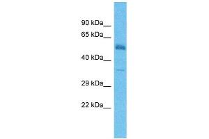Image no. 1 for anti-Transmembrane Protein with EGF-Like and Two Follistatin-Like Domains 2 (TMEFF2) (C-Term) antibody (ABIN2782878)