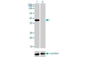 Image no. 4 for anti-Transforming Growth Factor beta 1 Induced Transcript 1 (TGFB1I1) (AA 1-444) antibody (ABIN563174)