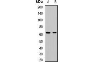 Image no. 3 for anti-Cytochrome P450, Family 51, Subfamily A, Polypeptide 1 (CYP51A1) antibody (ABIN3198023)