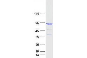 Image no. 1 for Target of Myb1 (Chicken)-Like 1 (TOM1L1) protein (Myc-DYKDDDDK Tag) (ABIN2733981)