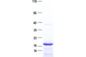Image no. 1 for Cortistatin (CORT) protein (His tag) (ABIN2712521)