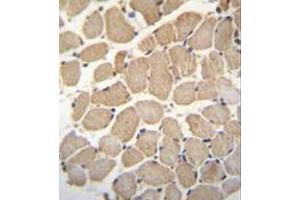 Image no. 1 for anti-Growth Arrest-Specific 2 Like 2 (GAS2L2) (AA 770-799), (C-Term) antibody (ABIN952463)