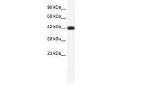 Image no. 1 for anti-SLC2A4 Regulator (SLC2A4RG) (AA 217-266) antibody (ABIN6735992)
